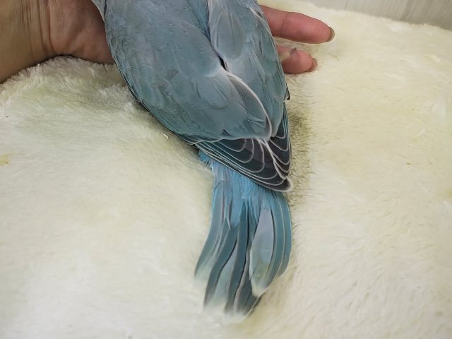 カキカキすると脱力してきちゃう甘々レディー🩷ワカケホンセイインコのヒナ入荷しました❤️ ワカケホンセイインコ(月の輪インコ)