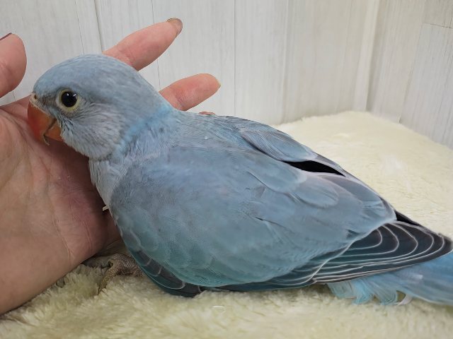 ワカケホンセイインコ（月の輪インコ）