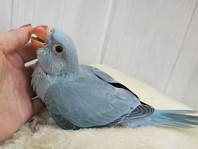 カキカキすると脱力してきちゃう甘々レディー🩷ワカケホンセイインコのヒナ入荷しました❤️ ワカケホンセイインコ(月の輪インコ)
