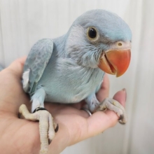 カキカキすると脱力してきちゃう甘々レディー🩷ワカケホンセイインコのヒナ入荷しました❤️