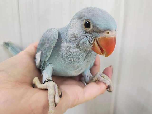 カキカキすると脱力してきちゃう甘々レディー🩷ワカケホンセイインコのヒナ入荷しました❤️