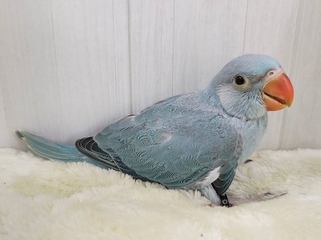 カキカキすると脱力してきちゃう甘々レディー🩷ワカケホンセイインコのヒナ入荷しました❤️ ワカケホンセイインコ(月の輪インコ)