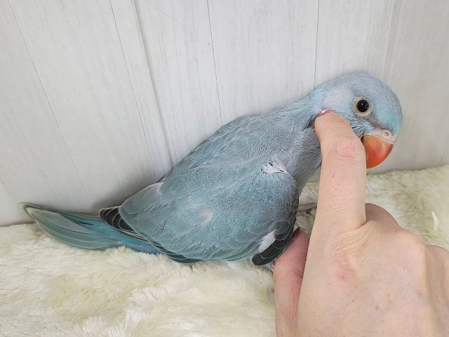 カキカキすると脱力してきちゃう甘々レディー🩷ワカケホンセイインコのヒナ入荷しました❤️ ワカケホンセイインコ(月の輪インコ)