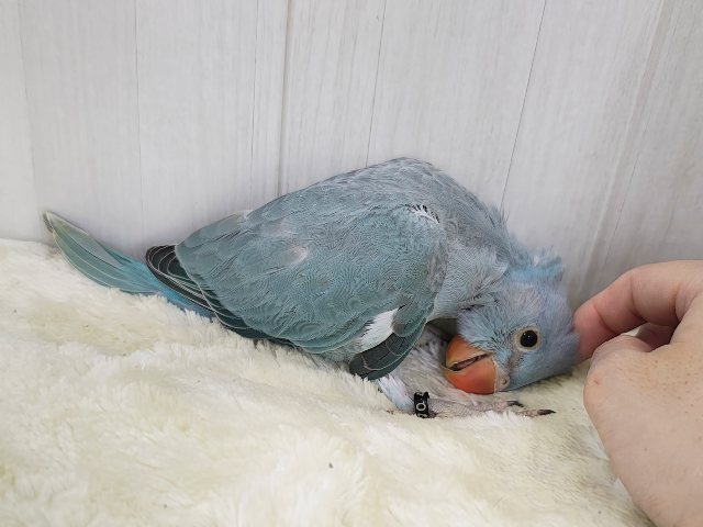 カキカキすると脱力してきちゃう甘々レディー🩷ワカケホンセイインコのヒナ入荷しました❤️ ワカケホンセイインコ(月の輪インコ)