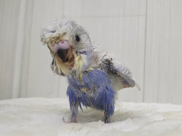 羽衣セキセイインコ
