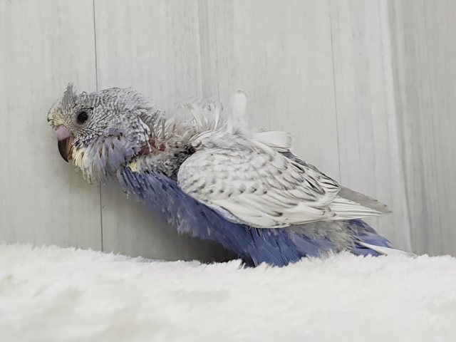 羽衣セキセイインコ