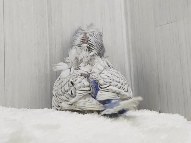 羽衣セキセイインコ