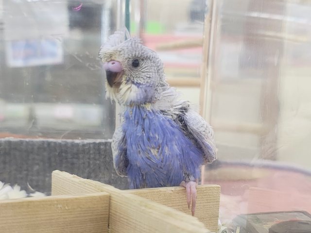 羽衣セキセイインコ