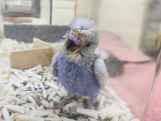 羽衣セキセイインコ