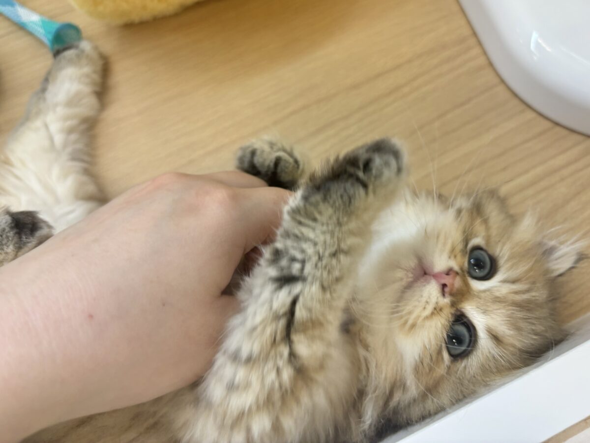 ブリティッシュショートヘア