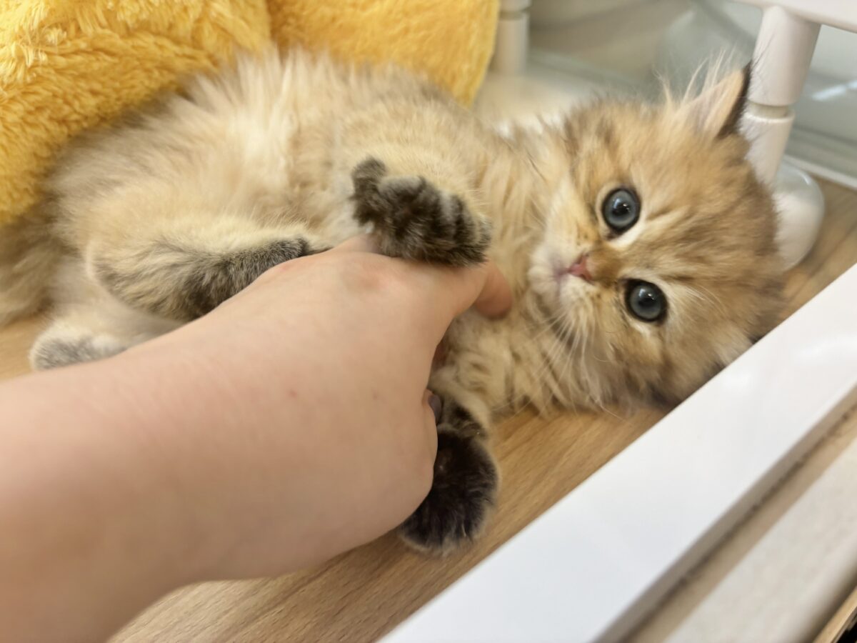 ブリティッシュショートヘア