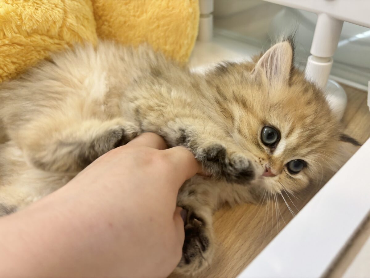 ブリティッシュショートヘア