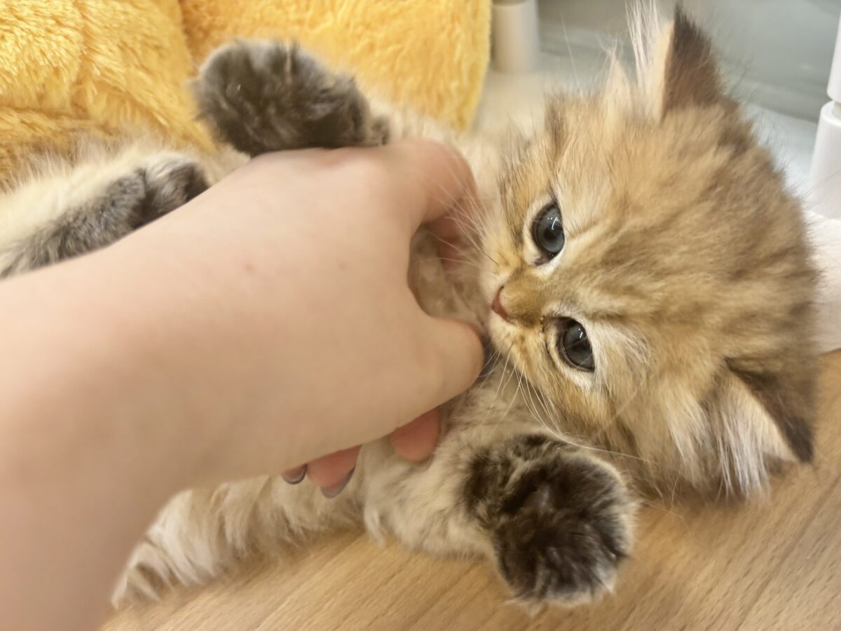 ブリティッシュショートヘア