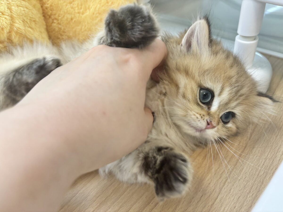 ブリティッシュショートヘア