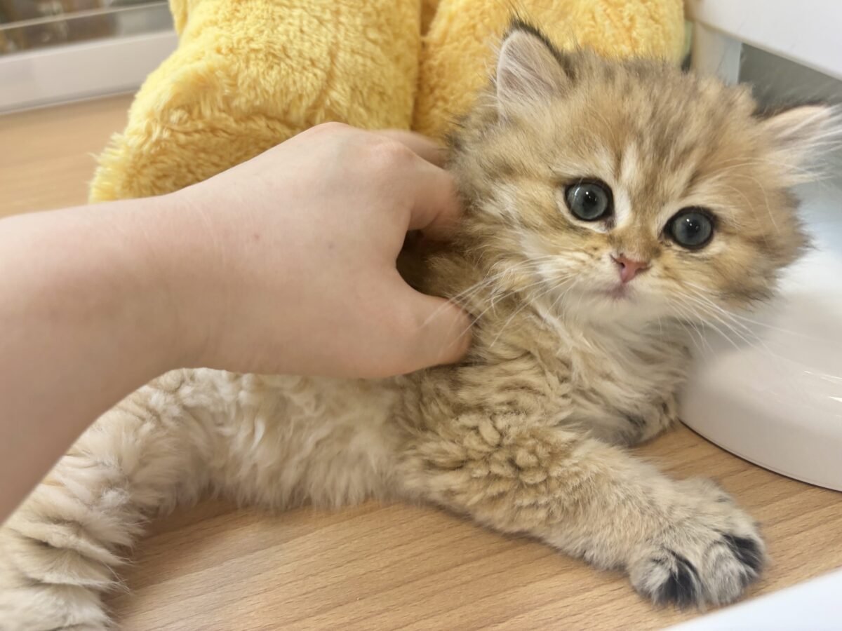ブリティッシュショートヘア