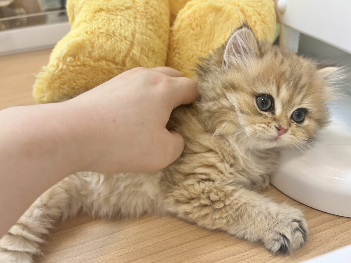 ブリティッシュショートヘア