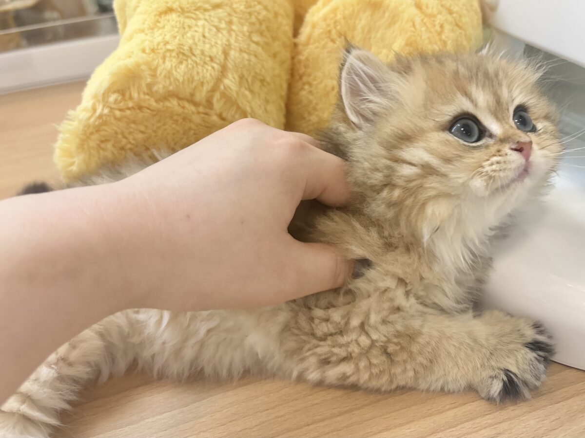 ブリティッシュショートヘア