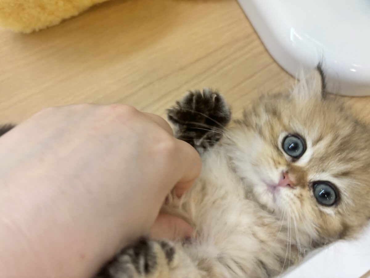 ブリティッシュショートヘア