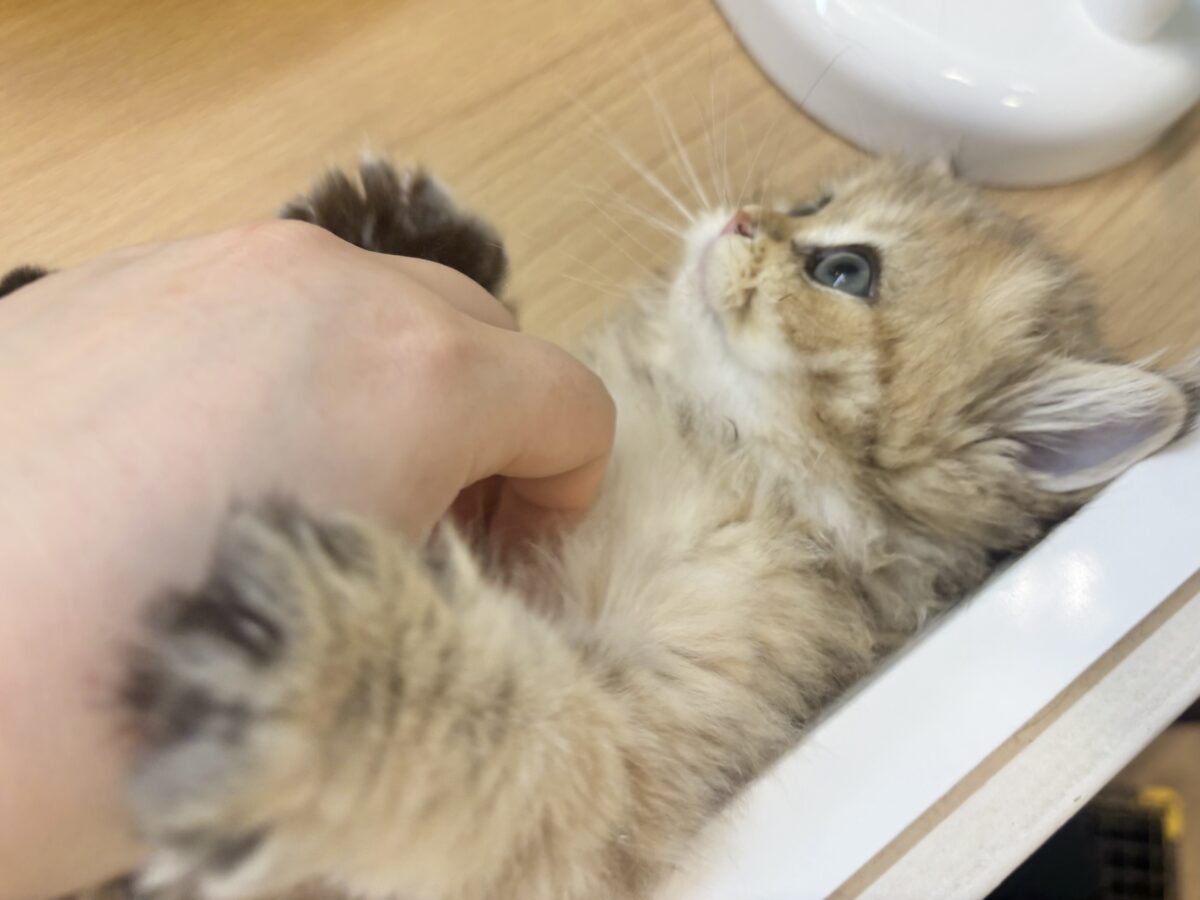ブリティッシュショートヘア
