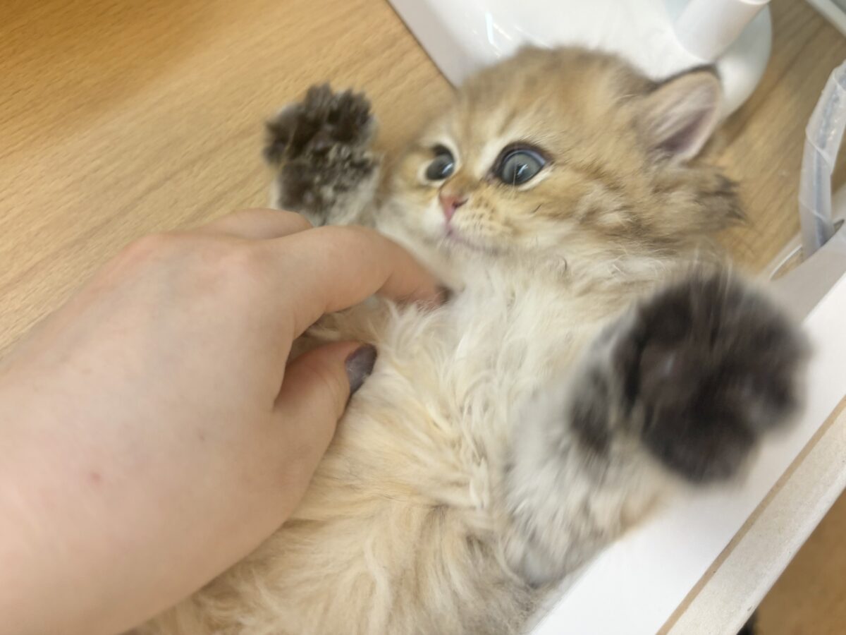 ブリティッシュショートヘア