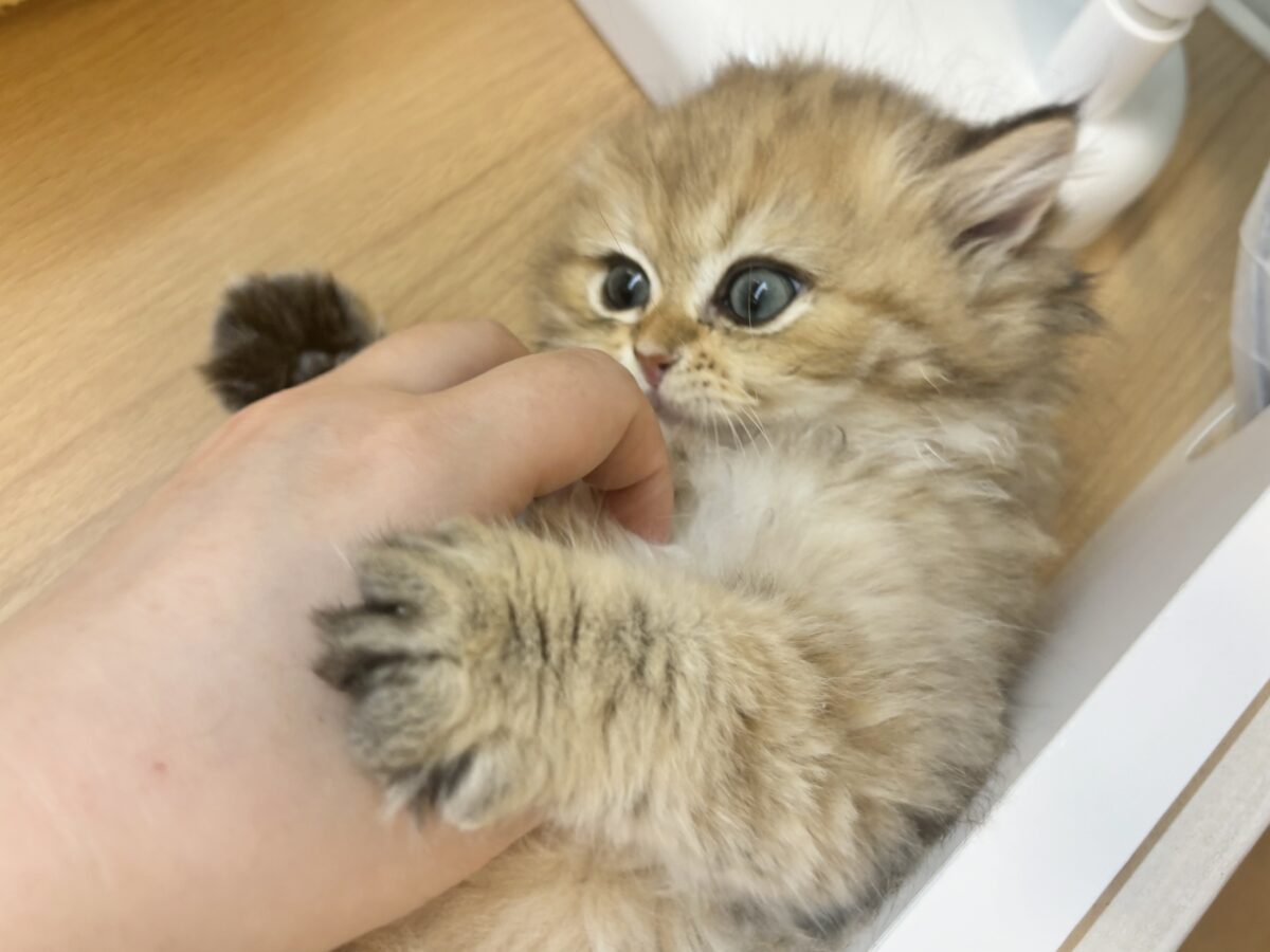 ブリティッシュショートヘア