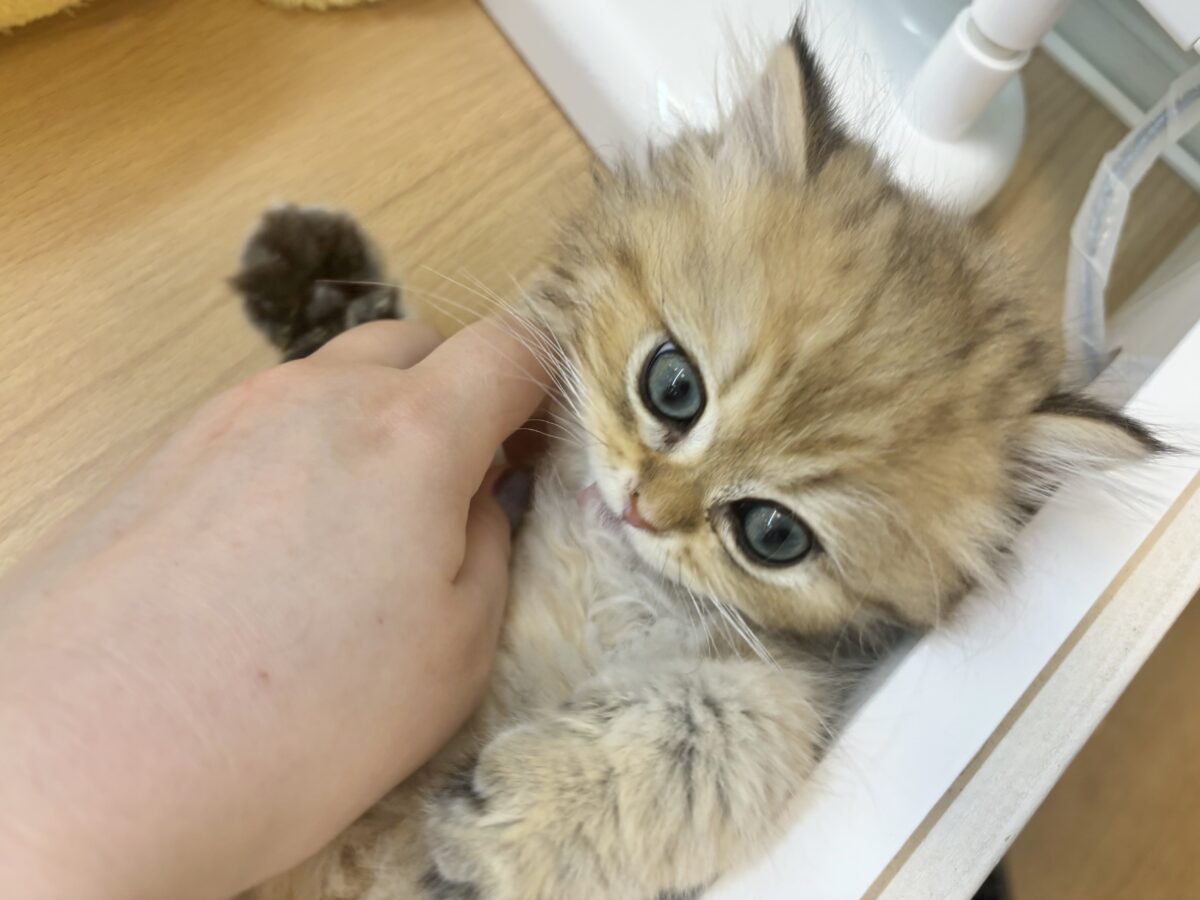 ブリティッシュショートヘア