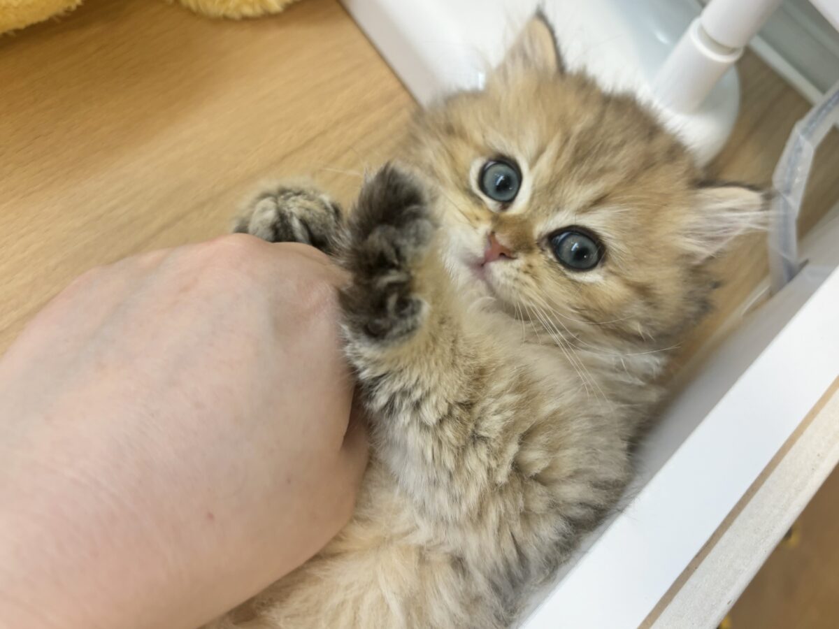 ブリティッシュショートヘア