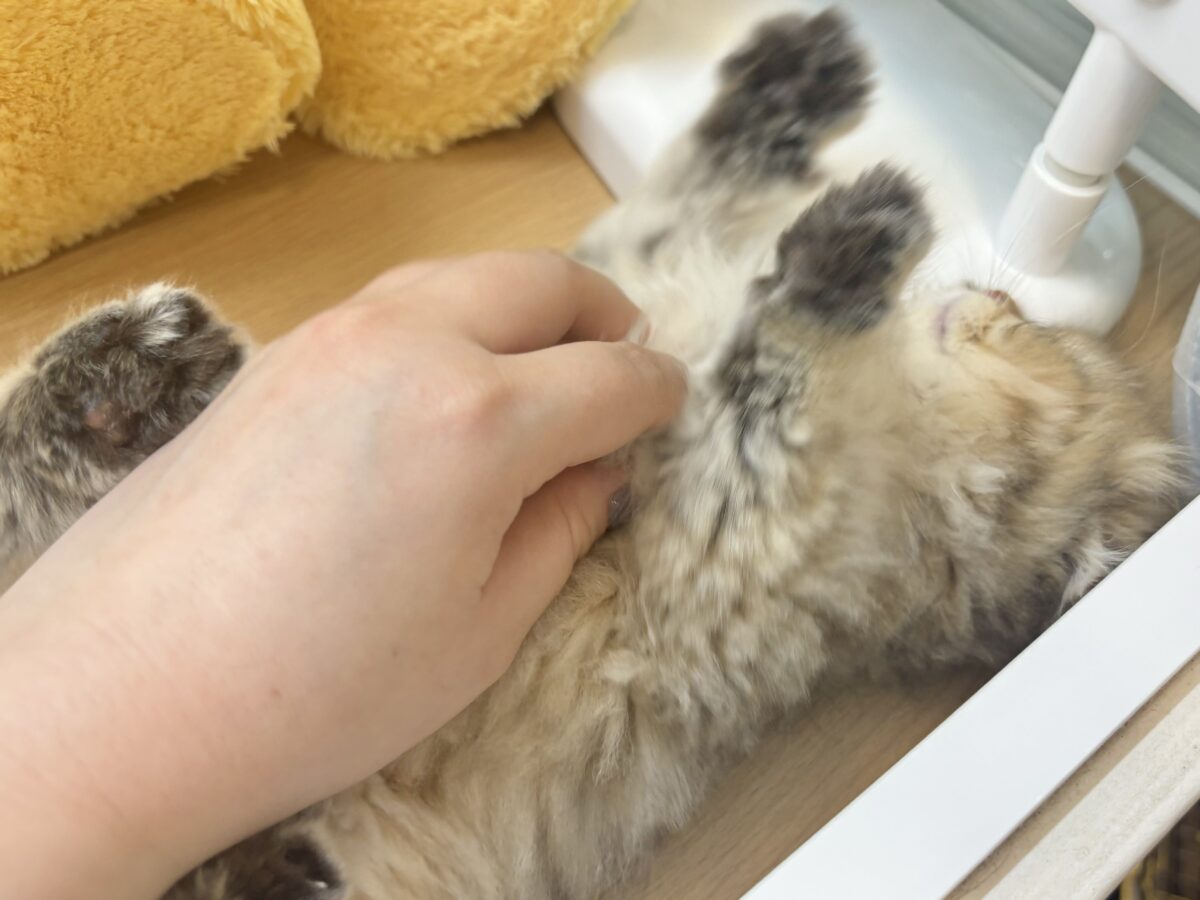 ブリティッシュショートヘア