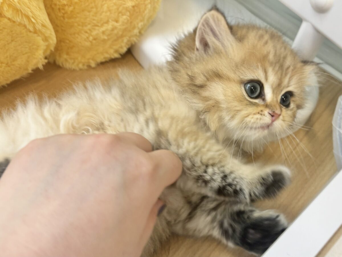 ブリティッシュショートヘア