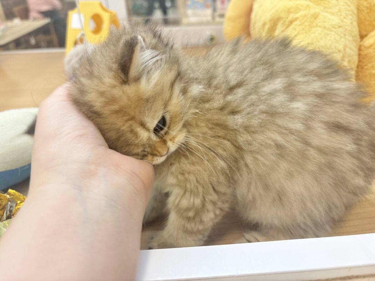 ブリティッシュショートヘア