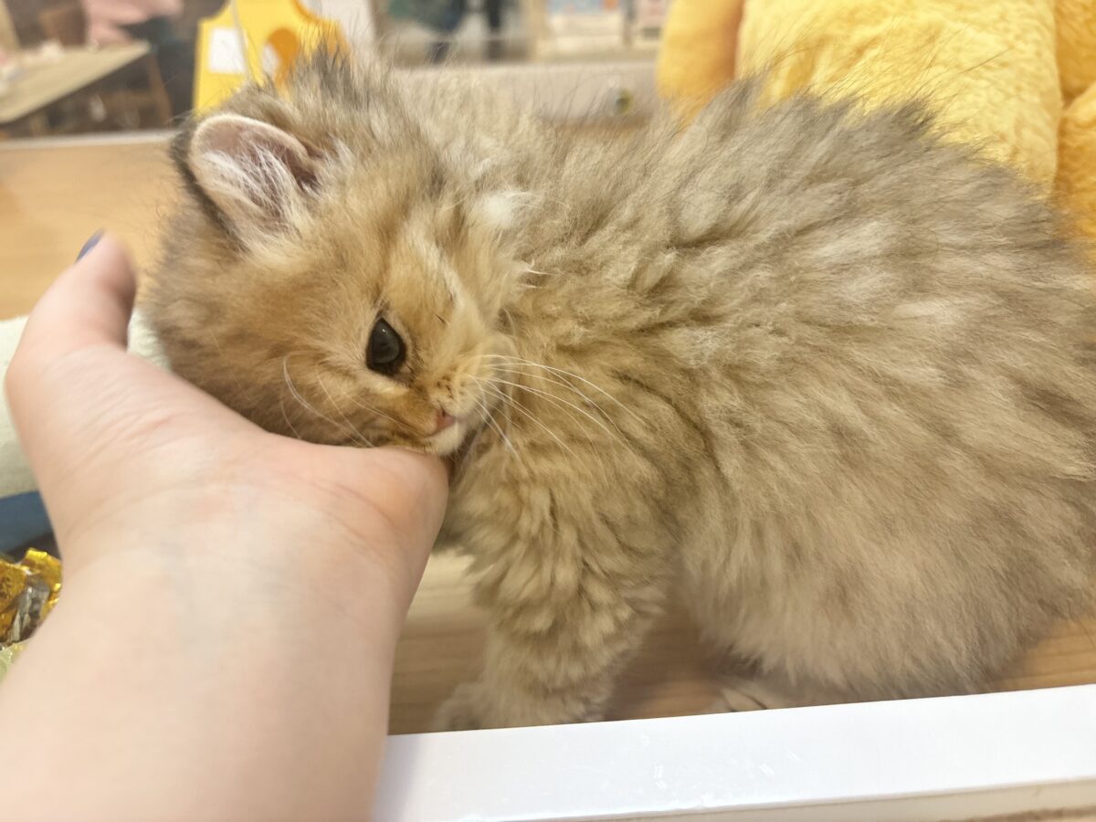 ブリティッシュショートヘア
