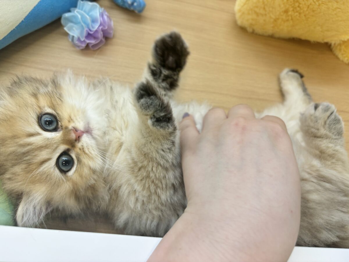 ブリティッシュショートヘア