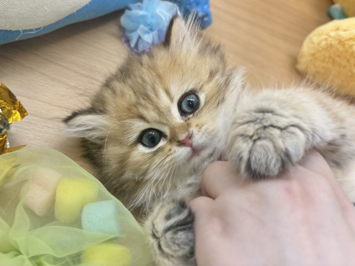 ブリティッシュショートヘア