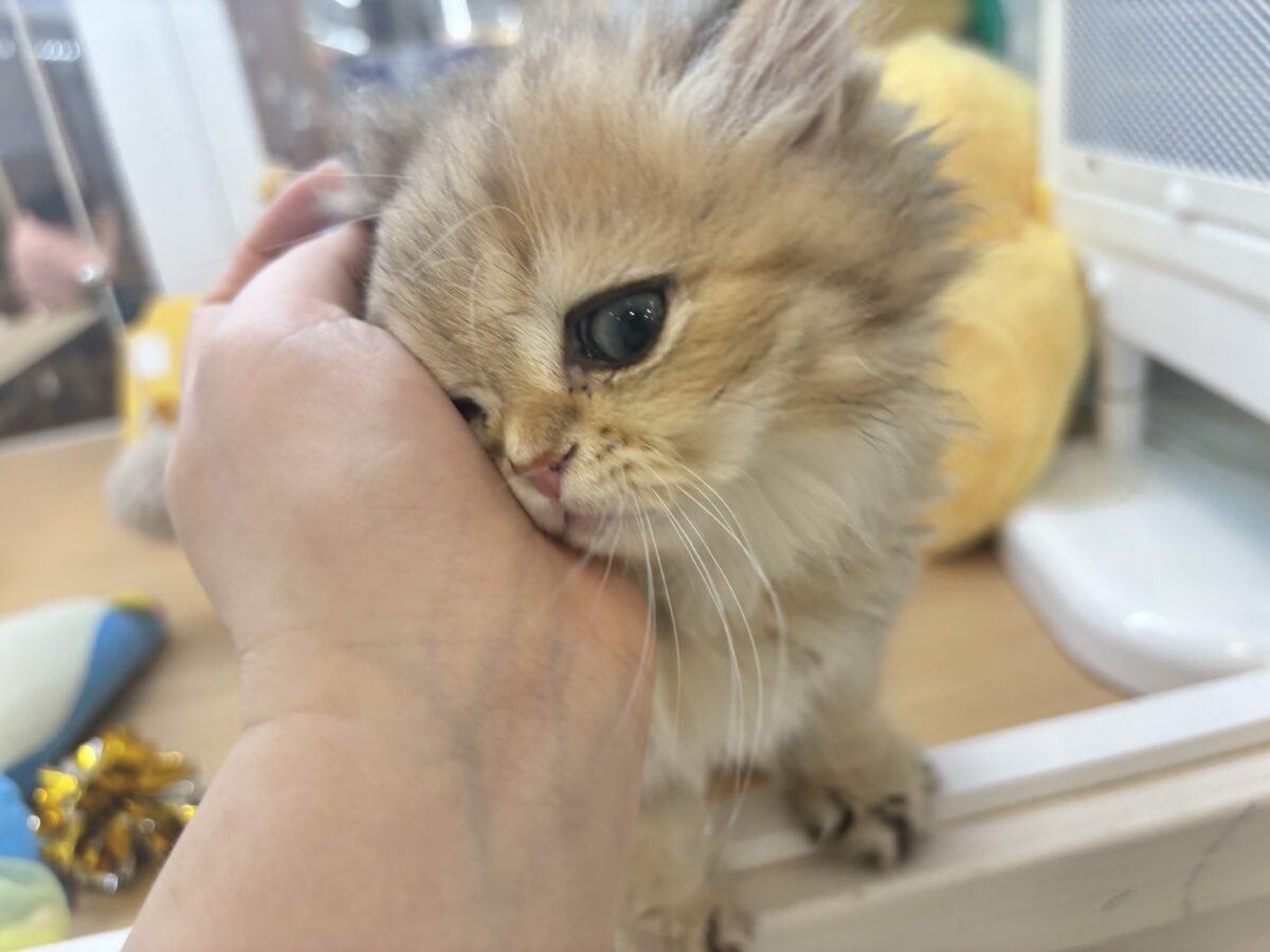 ブリティッシュショートヘア
