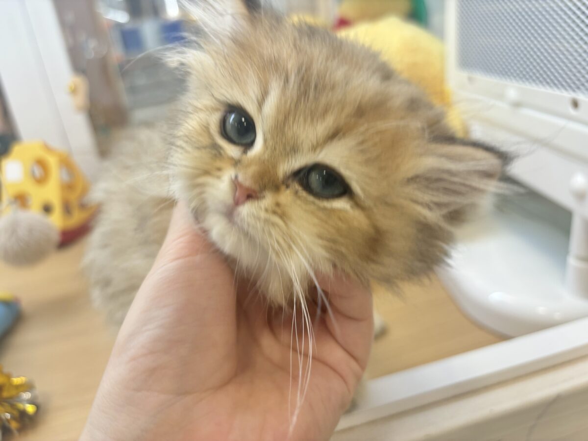 ブリティッシュショートヘア