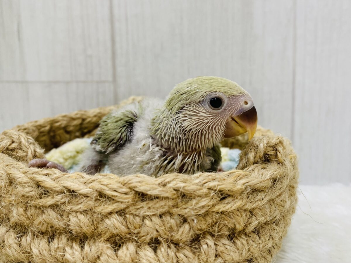 コザクラインコ（小桜インコ）