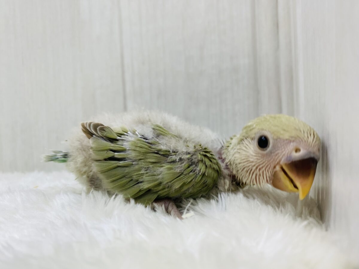コザクラインコ（小桜インコ）