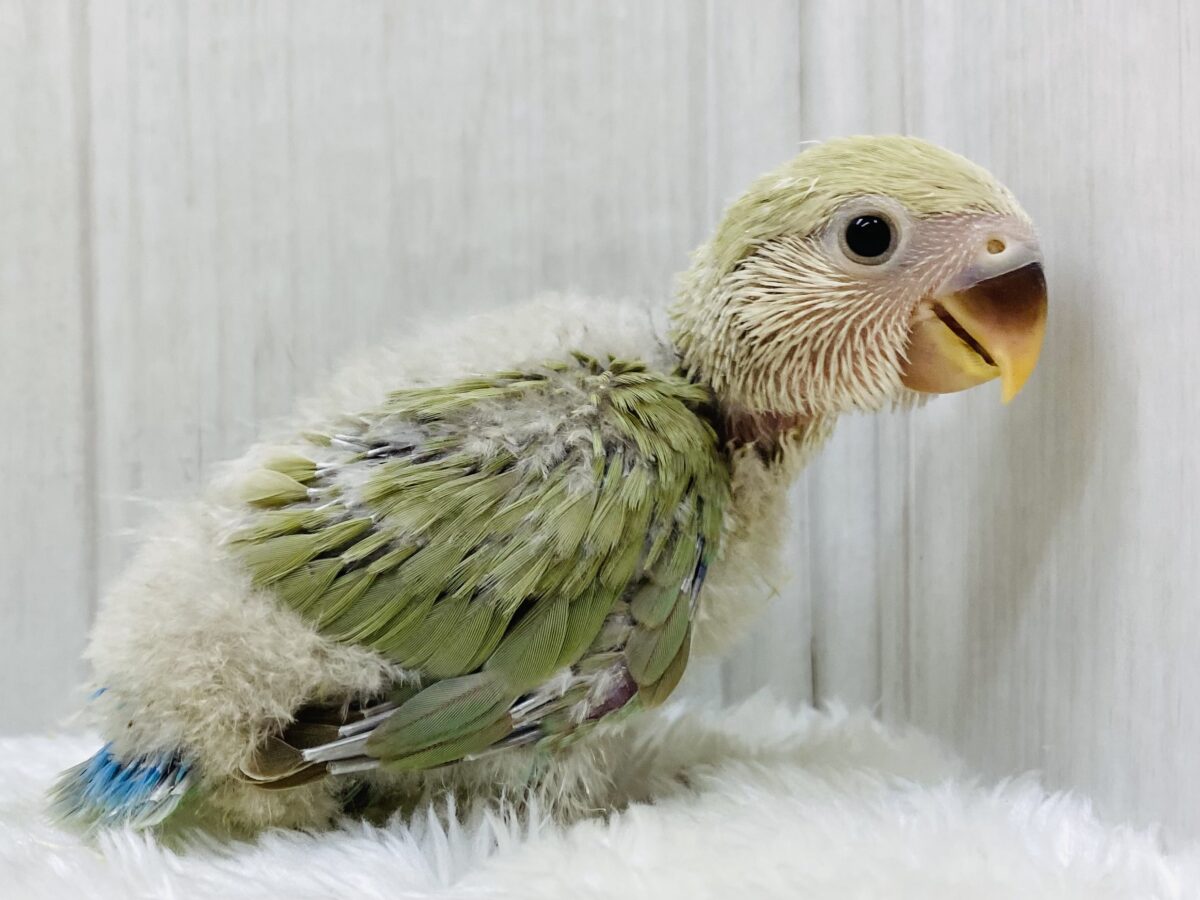 🫧柔らかい雰囲気🌷癒しをくれちゃう💛コザクラインコのシナモン！！