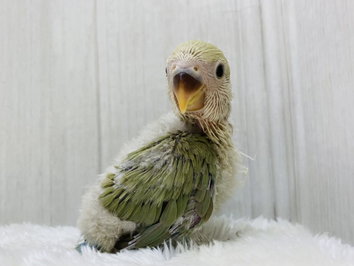 コザクラインコ（小桜インコ）
