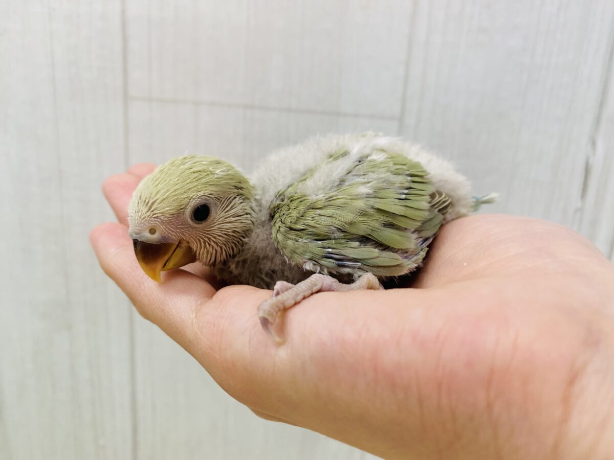 コザクラインコ（小桜インコ）