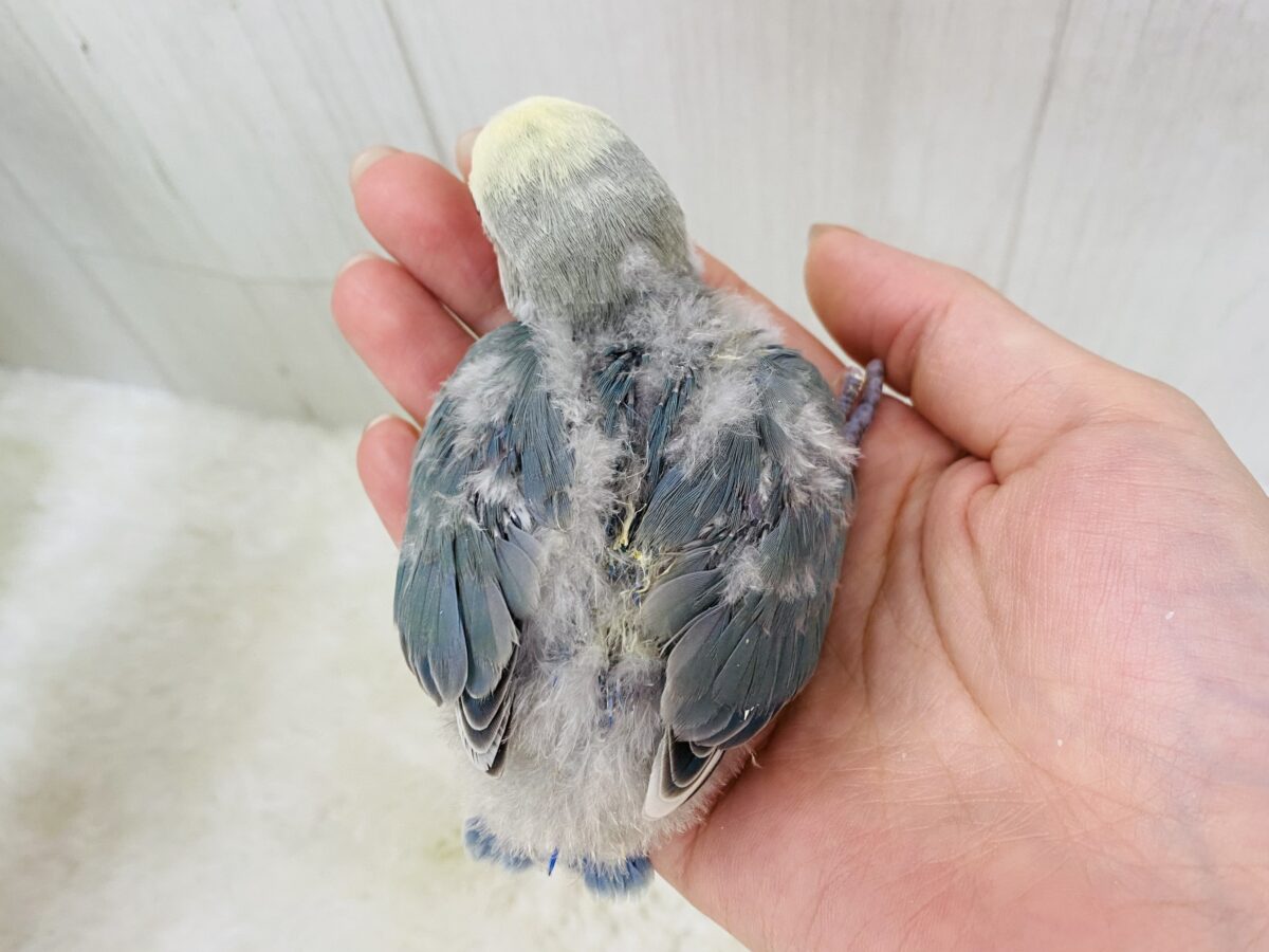 コザクラインコ（小桜インコ）