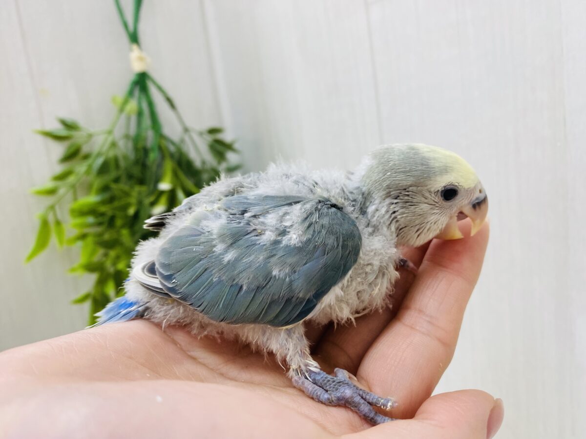 コザクラインコ（小桜インコ）