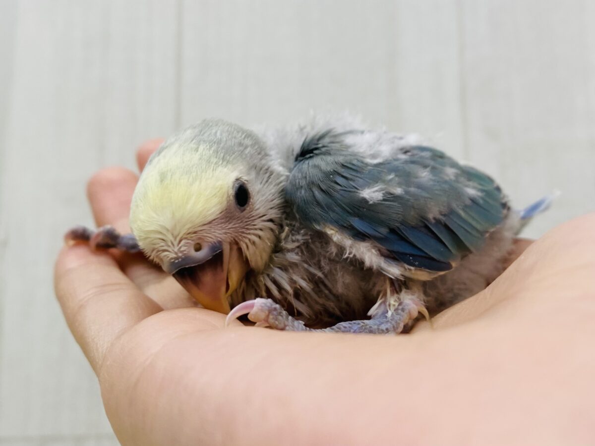 コザクラインコ（小桜インコ）