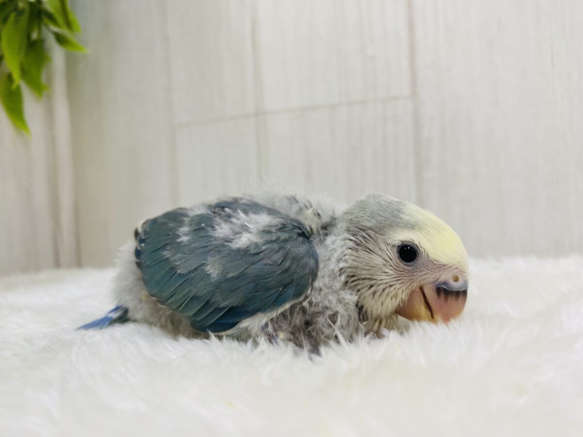 コザクラインコ（小桜インコ）