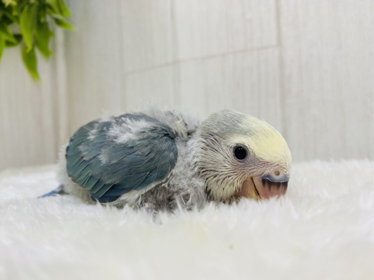 コザクラインコ（小桜インコ）