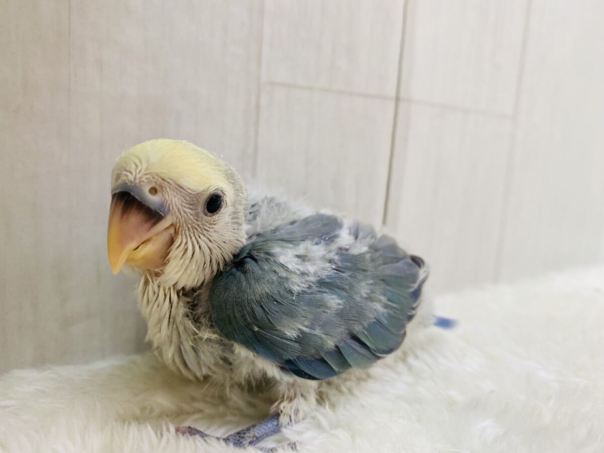 コザクラインコ（小桜インコ）