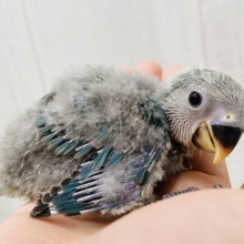 羽色はこれからのお楽しみ〜✨コザクラインコ（ブルーチェリー）💙