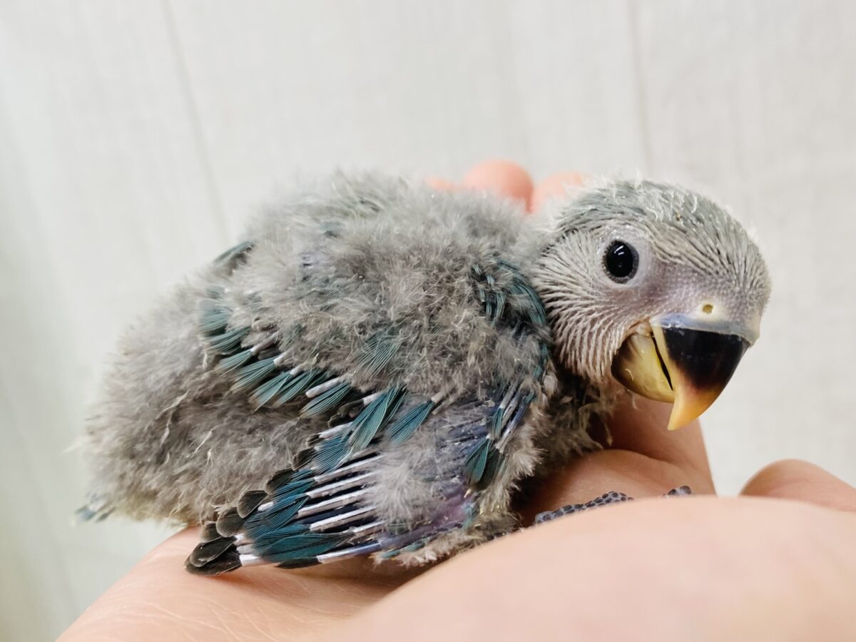 羽色はこれからのお楽しみ〜✨コザクラインコ（ブルーチェリー）💙
