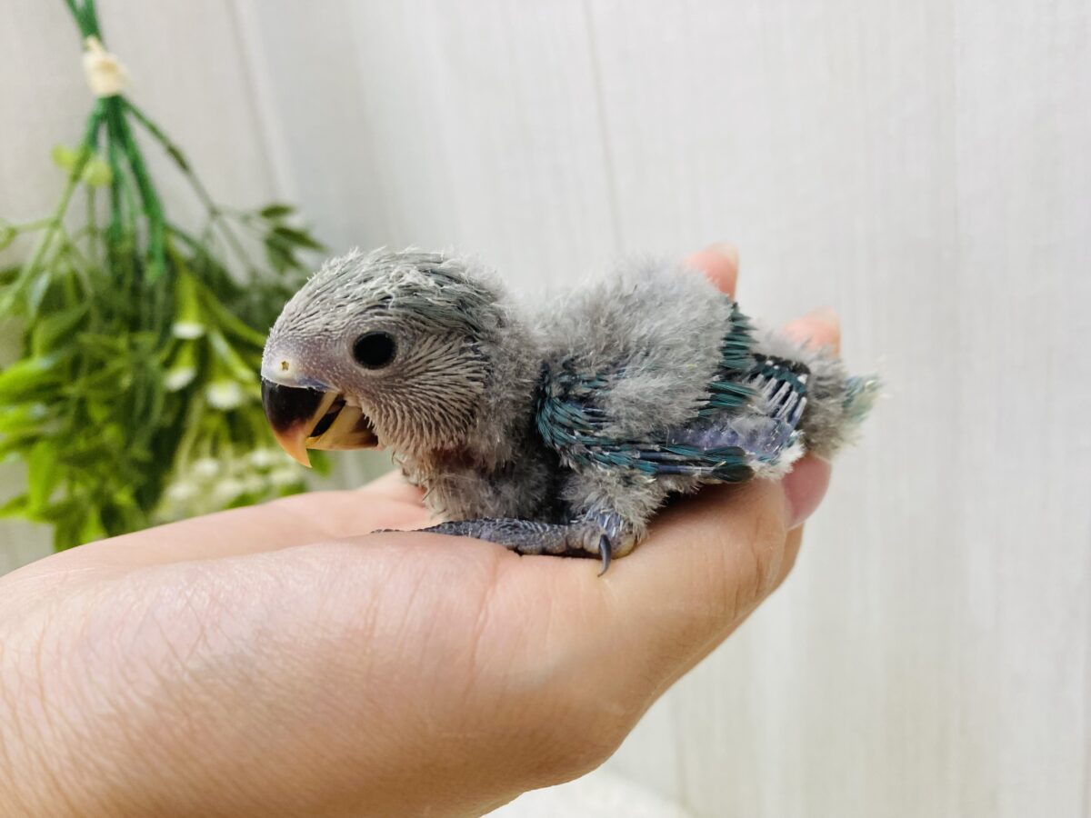 コザクラインコ（小桜インコ）