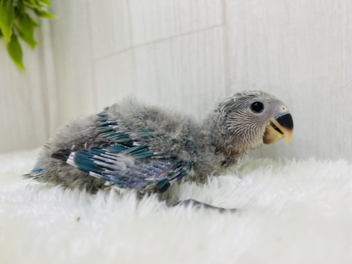 コザクラインコ（小桜インコ）